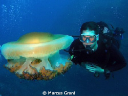 A diver check our a fried egg jelly fish. by Marcus Grant 